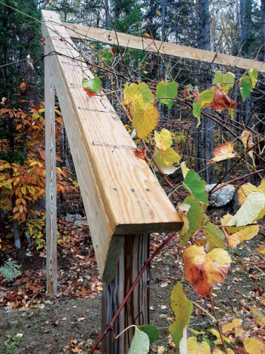 How to Build a Grape Trellis Backyard System – Mother Earth News